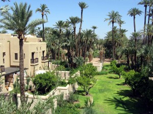 Palmeral en Marrakech (Marruecos)