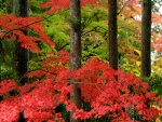 Ramas de hojas rojas