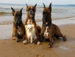 Cuatro perros sentados a la orilla del mar