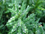Gotas de agua sobre una planta