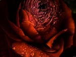 Flor roja húmeda