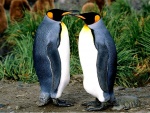 Pareja de pingüinos frente a frente