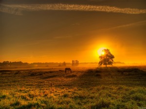 Postal: El Sol tiñendo de dorado el campo