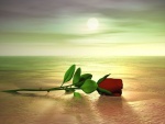 Una rosa en la playa