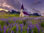 Iglesia de montaña frente a un prado de flores de lupino