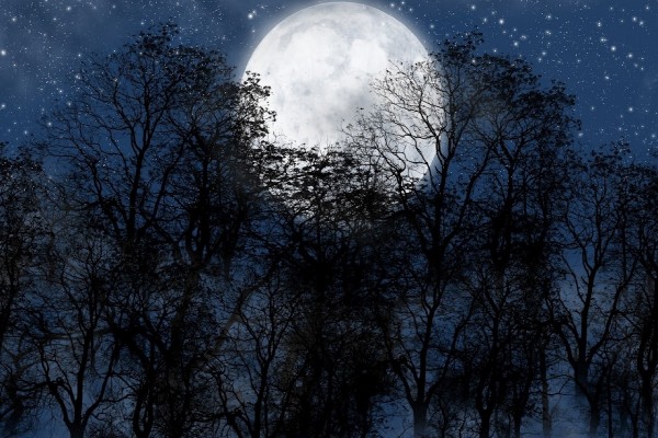 Luna llena tras los árboles