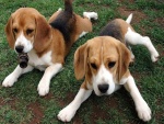 Dos cachorros de beagle