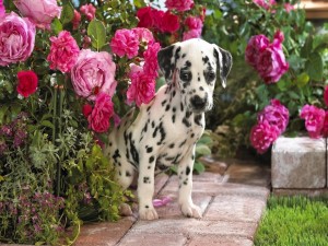 Postal: Cachorro de dálmata en el jardín