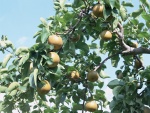 Fruta en el árbol