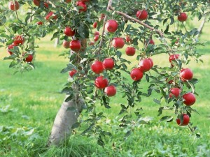 Postal: Un manzano repleto de manzanas rojas