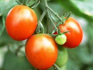 Postal: Tomates en la planta