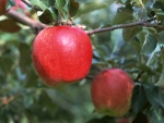 Manzanas rojas en su rama