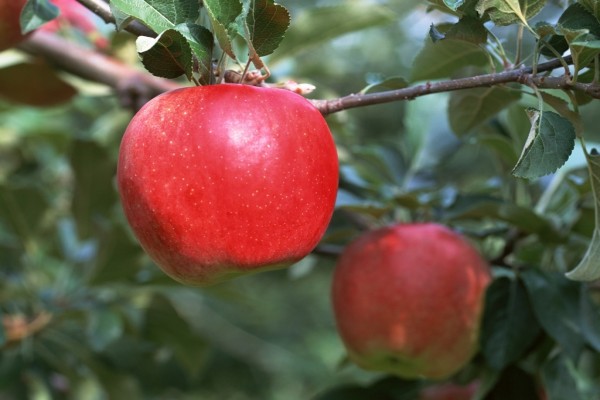 Manzanas rojas en su rama