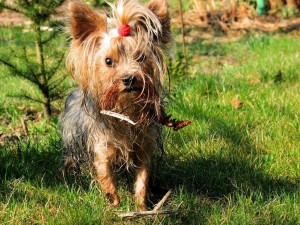Yorkshire Terrier con el flequillo recogido
