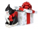 Un gatito de regalo