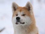 Akita (raza de perro)
