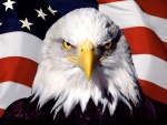 Águila con la bandera norteamericana de fondo