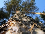 Corteza seca del tronco de un árbol