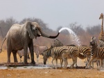 Elefante africano duchando a las cebras