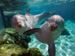 Dos simpáticos delfines bajo el agua