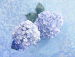 Dos hermosas hortensias azules