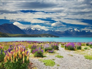 Postal: Lago Tékapo, en la Isla Sur de Nueva Zelanda
