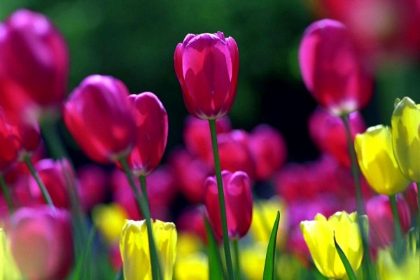 Tulipanes rosas y amarillos