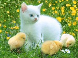 Postal: Un gato blanco con tres pollitos
