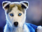 Husky siberiano de ojos azules