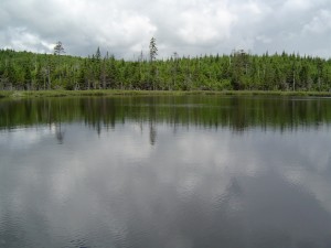 Postal: Lago rodeado de pinos