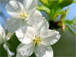Flores blancas de cerezo en su rama