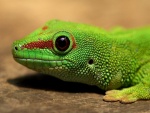 Cabeza de un lagarto verde