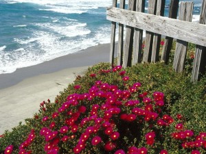 Postal: Flores rojas a pie de playa