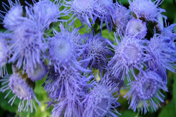 Extrañas flores púrpuras