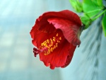 Flor de hibisco roja