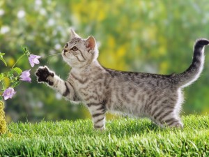 Gatito curioso con unas flores