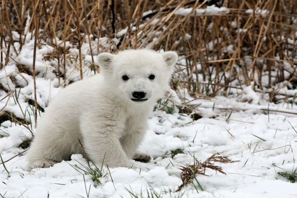 Pequeño cachorro de oso polar