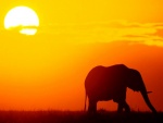 Elefante bajo el sol de la sabana africana