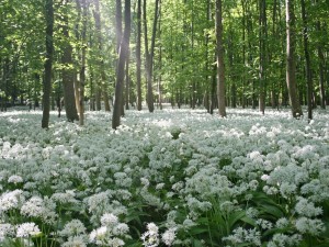 Bosque de flores blancas