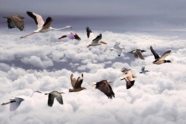 Diferentes especies de aves volando juntas en el cielo