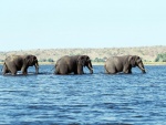 Tres elefantes caminando en el agua