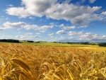 Nubes sobre un campo de trigo