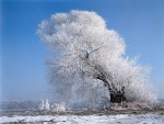 Árbol con las ramas cubiertas de nieve