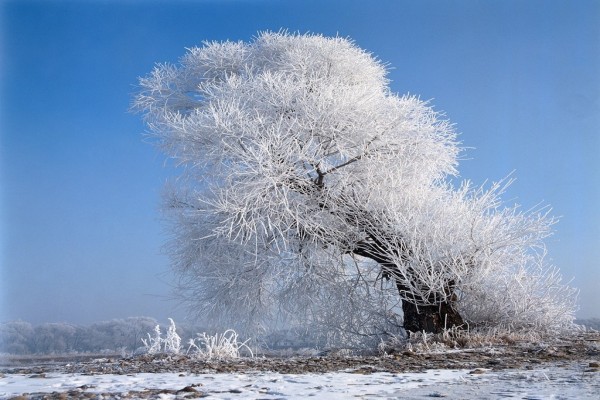 Árbol con las ramas cubiertas de nieve