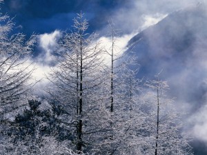 Postal: Copas de los árboles cubiertas de nieve