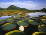 Nenúfares en el Parque nacional del Pantanal Matogrossense (Brasil)