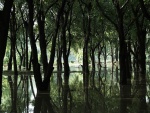 Un bosque inundado de agua