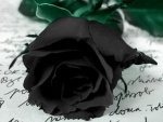 Una rosa negra
