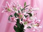 Flores de Lilium de color rosa