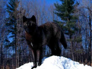 Postal: Lobo negro en la nieve
